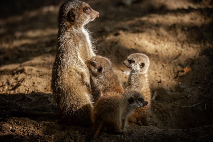 Antwerp: ZOO Entry Ticket - Key things to know before you go