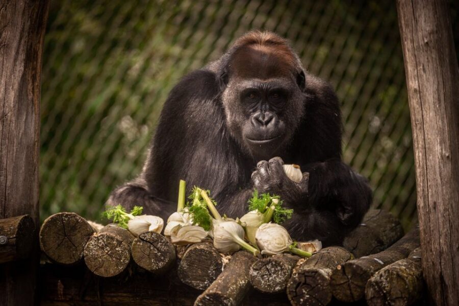 Antwerp: ZOO Entry Ticket - Antwerp ZOO: A historic outdoor park that fits a real day plan
