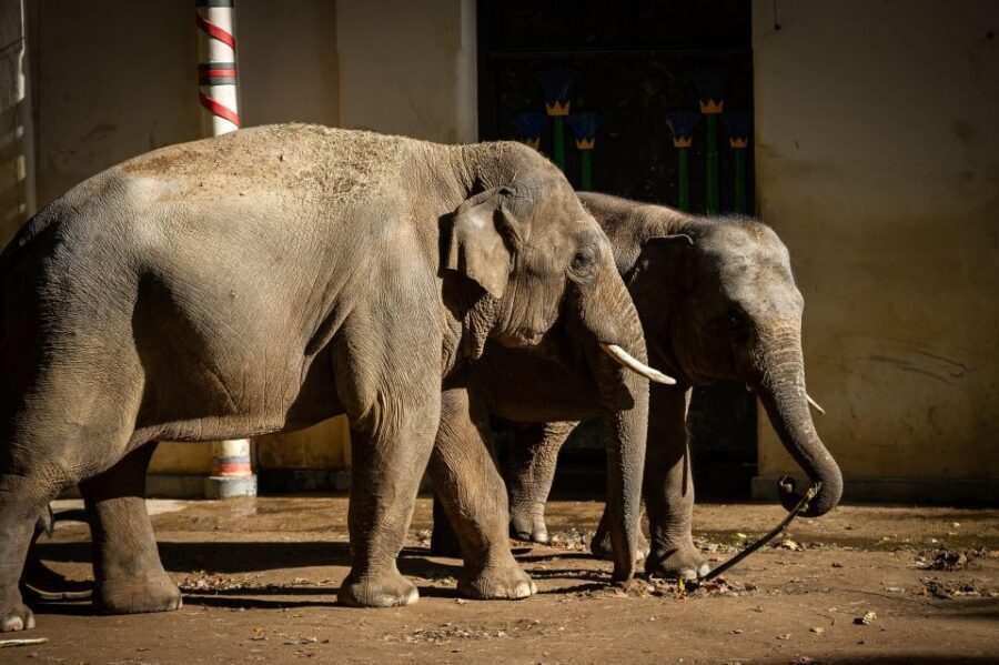 Antwerp: ZOO Entry Ticket - Getting there from Antwerp Central Station (and why it matters)