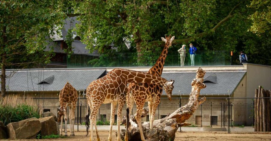 Antwerp: ZOO Entry Ticket - Savannah views: Buffalo Savannah, birds, zebras, and rhinos