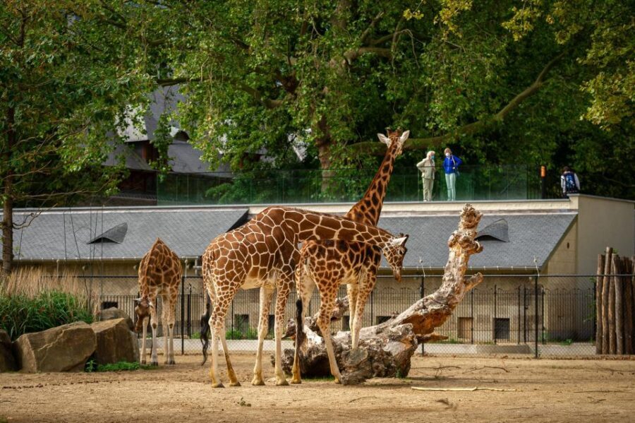 Antwerp: ZOO Entry Ticket - Lions and the nearby playground: a rare “two wins” setup
