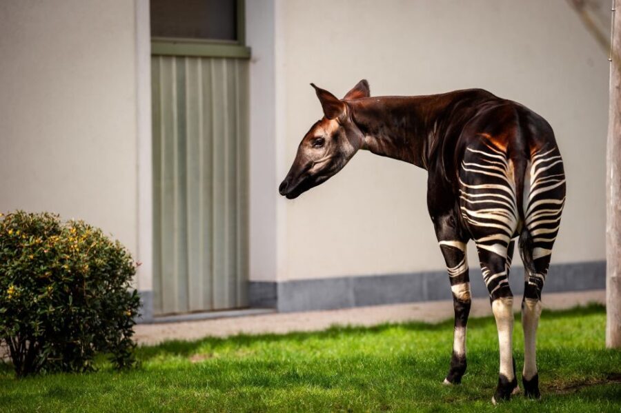 Antwerp: ZOO Entry Ticket - Ticket value: what $39 really buys you