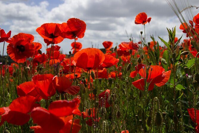 Flanders Fields Remembrance Tour from Brussels - Hill 60 tunnels: strategy under the ground