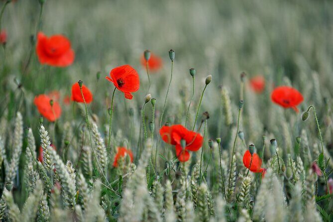In Flanders Fields and Passchendaele Grand Tour - Essex Farm Cemetery and Lt Col John McCrae’s In Flanders Fields