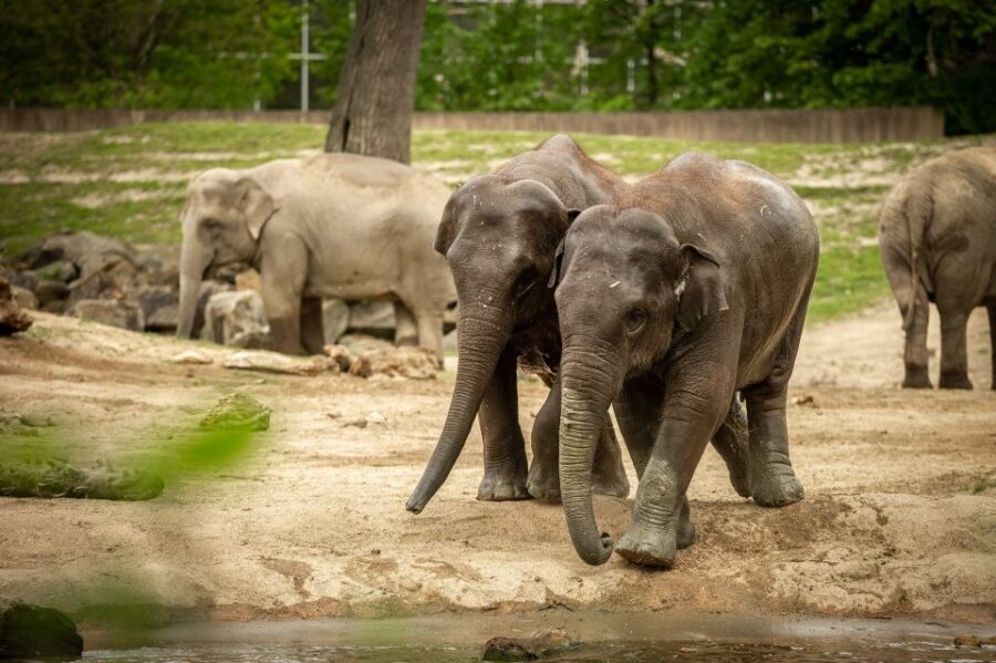 Mechelen: Planckendael ZOO Entry Ticket - Key things I’d plan for
