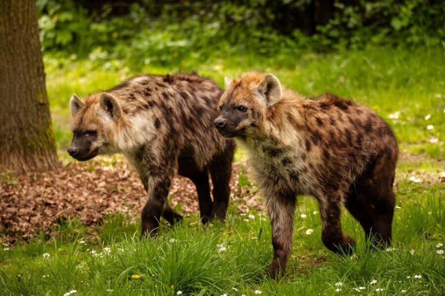 Mechelen: Planckendael ZOO Entry Ticket - Feeding program timing: how to actually use it