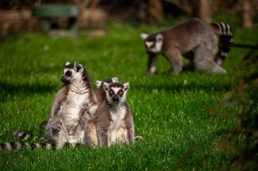 Mechelen: Planckendael ZOO Entry Ticket - Rules that protect the animals: feeding, petting, and photos