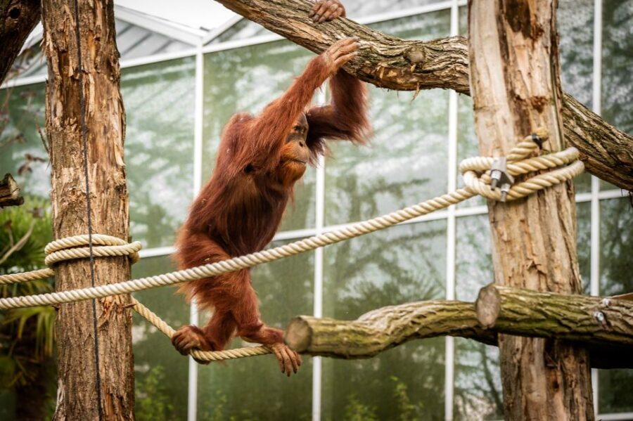 Mechelen: Planckendael ZOO Entry Ticket - Parking, timing, and making the most of a one-day ticket