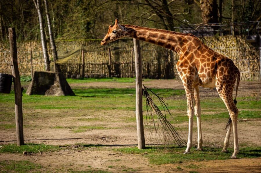 Mechelen: Planckendael ZOO Entry Ticket - Price and value: is $41 a fair deal?