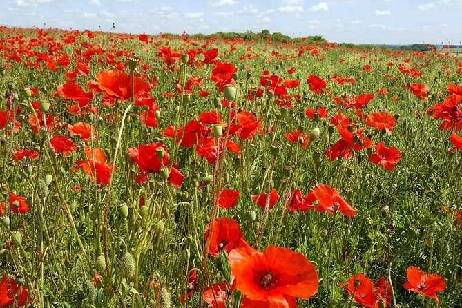 Private Vimy and Belgium Canadian Battlefield Tour from Bruges - Price, time, and who this tour is best for