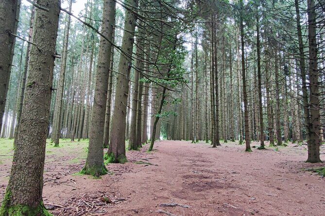The Battle of the Bulge Experience - A day tour from Brussels - Bizory and Bois Jacques: Easy Company locations that hit emotionally