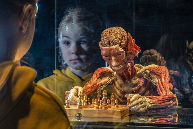 Ticket Expo Body Worlds in Bruges, Belgium - Key Highlights You’ll Care About