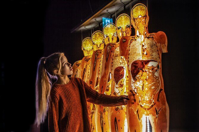 Ticket Expo Body Worlds in Bruges, Belgium - Body Worlds Vital in Bruges: An Anatomy Lesson You’ll Remember
