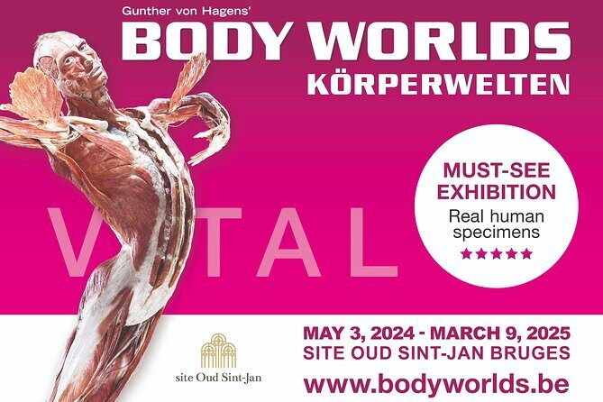 Ticket Expo Body Worlds in Bruges, Belgium - The Displays: 200+ Specimens and What They’re Actually Teaching