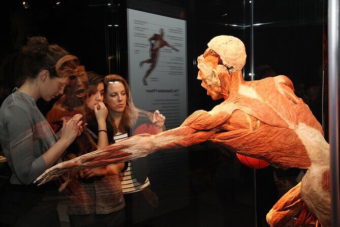 Ticket Expo Body Worlds in Bruges, Belgium - The Anatomy Mirror: The Interactive Feature You Should Prioritize
