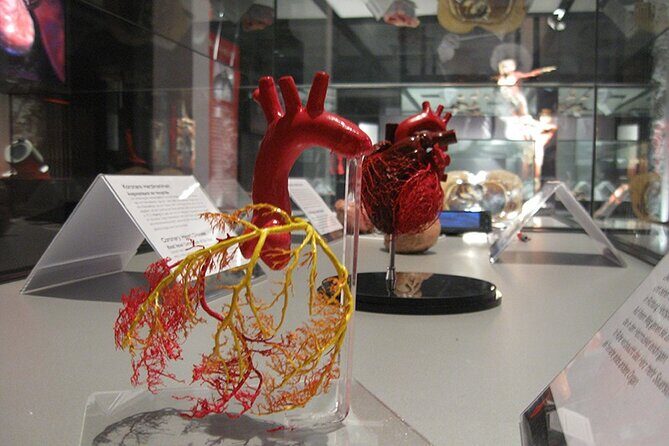 Ticket Expo Body Worlds in Bruges, Belgium - Films and the Preservation Process: Why This Isn’t Just Shock Value