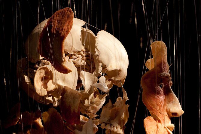 Ticket Expo Body Worlds in Bruges, Belgium - How to Pace Your Visit (So You Actually Learn Something)